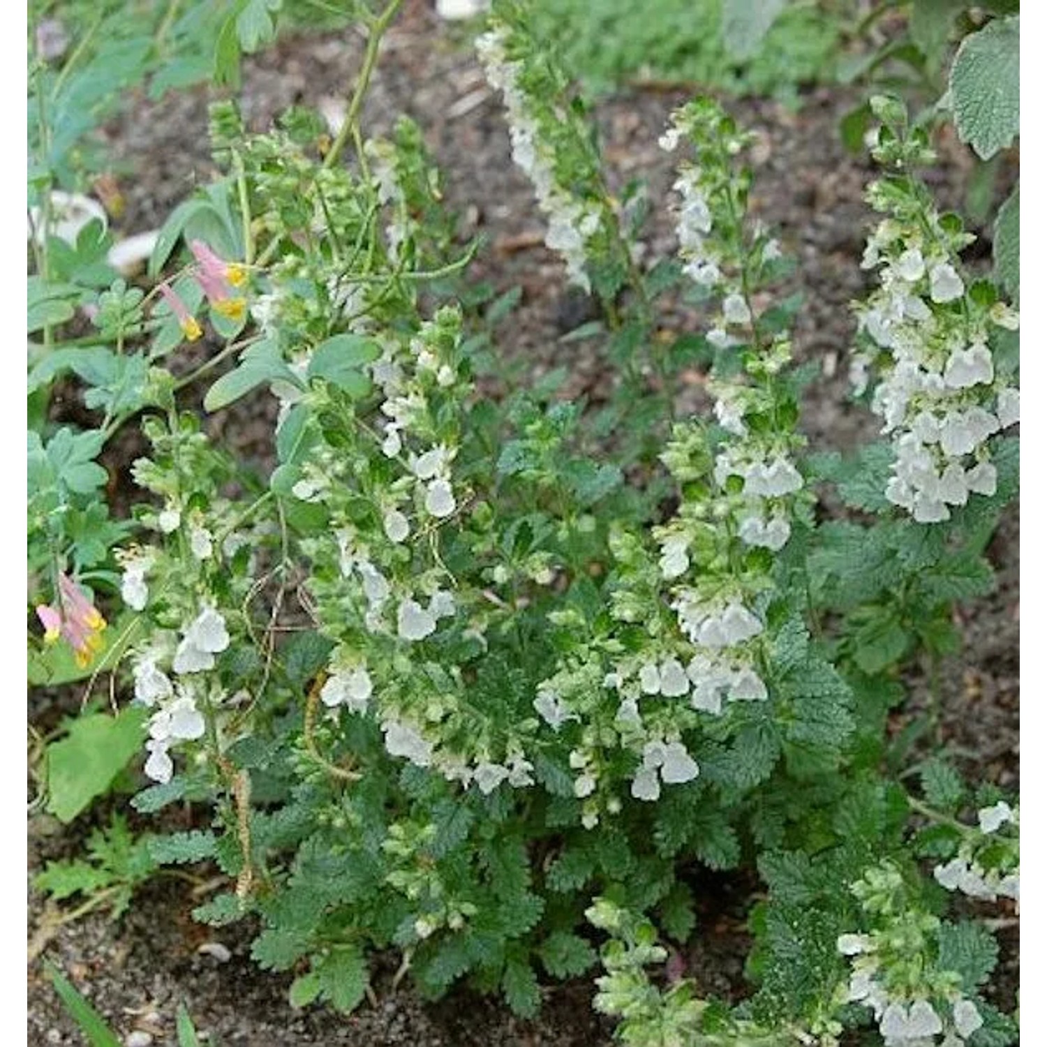 Immergrüner Gamander Alba - Teucrium,ucidrys