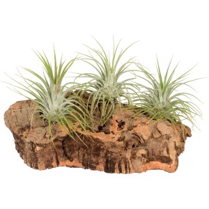 Tillandsien Arrangement mit 3 Pflanzen auf Korkholz, dekorativ und modern.