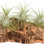 Tillandsien Arrangement mit 3 Pflanzen auf Korkholz, dekorativ und modern.