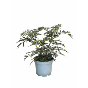 Schwarzer Holunder Black Lace Topfpflanze mit tiefschwarzem, filigranem Laub im hellen Topf. Ideal für Garten & Kübel.