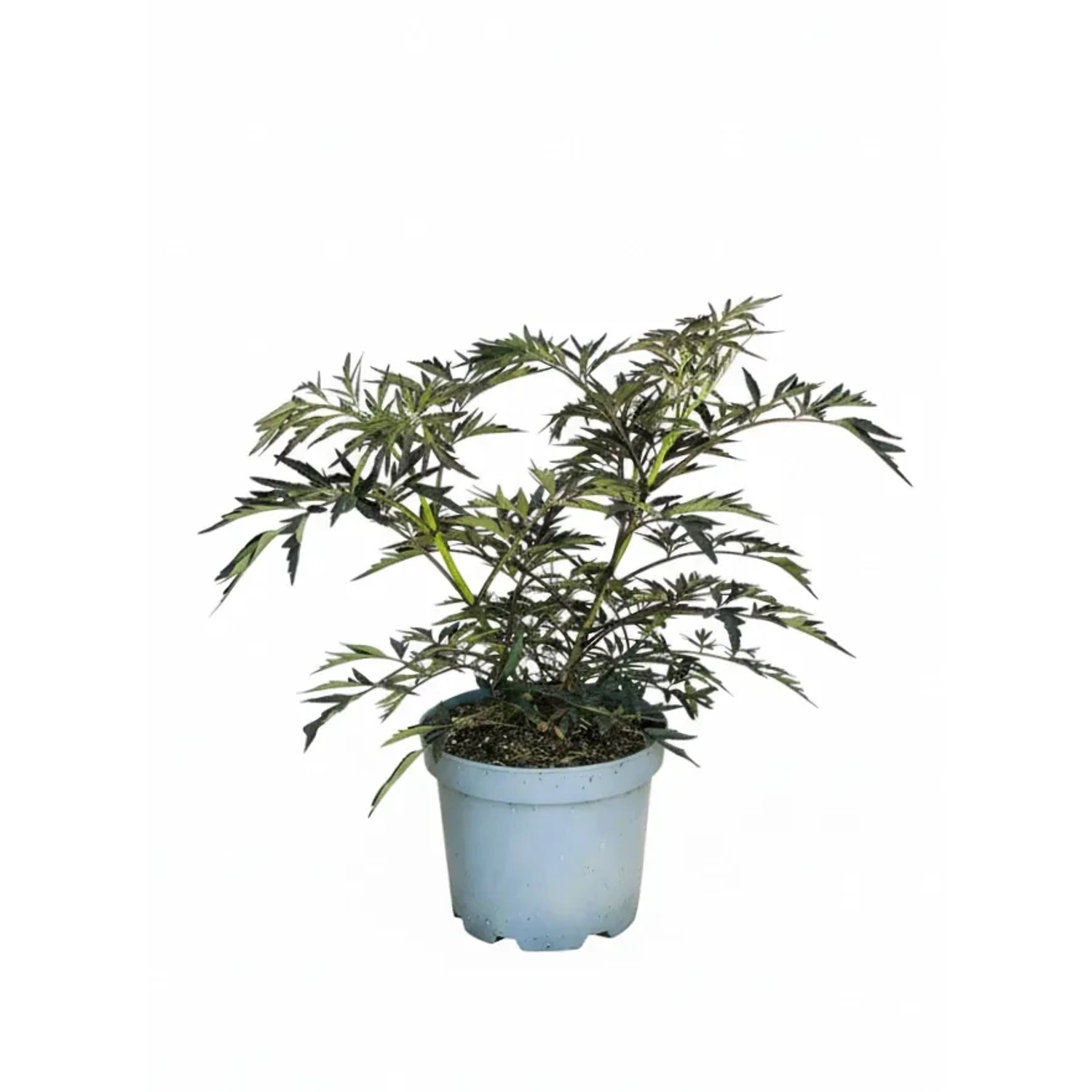 Baumfink Schwarzer Holunder Black Lace als Topfpflanze 40-60cm