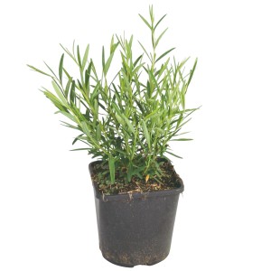 Johanniskraut 'Gemo' im Topf: Gelb blühender Strauch, ca. 20-30 cm hoch, ideal für niedrige Hecken.