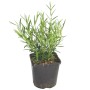 Johanniskraut 'Gemo' im Topf: Gelb blühender Strauch, ca. 20-30 cm hoch, ideal für niedrige Hecken.