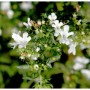 Nahaufnahme von Winterbohnenkraut (Satureja montana) mit weißen Blüten.