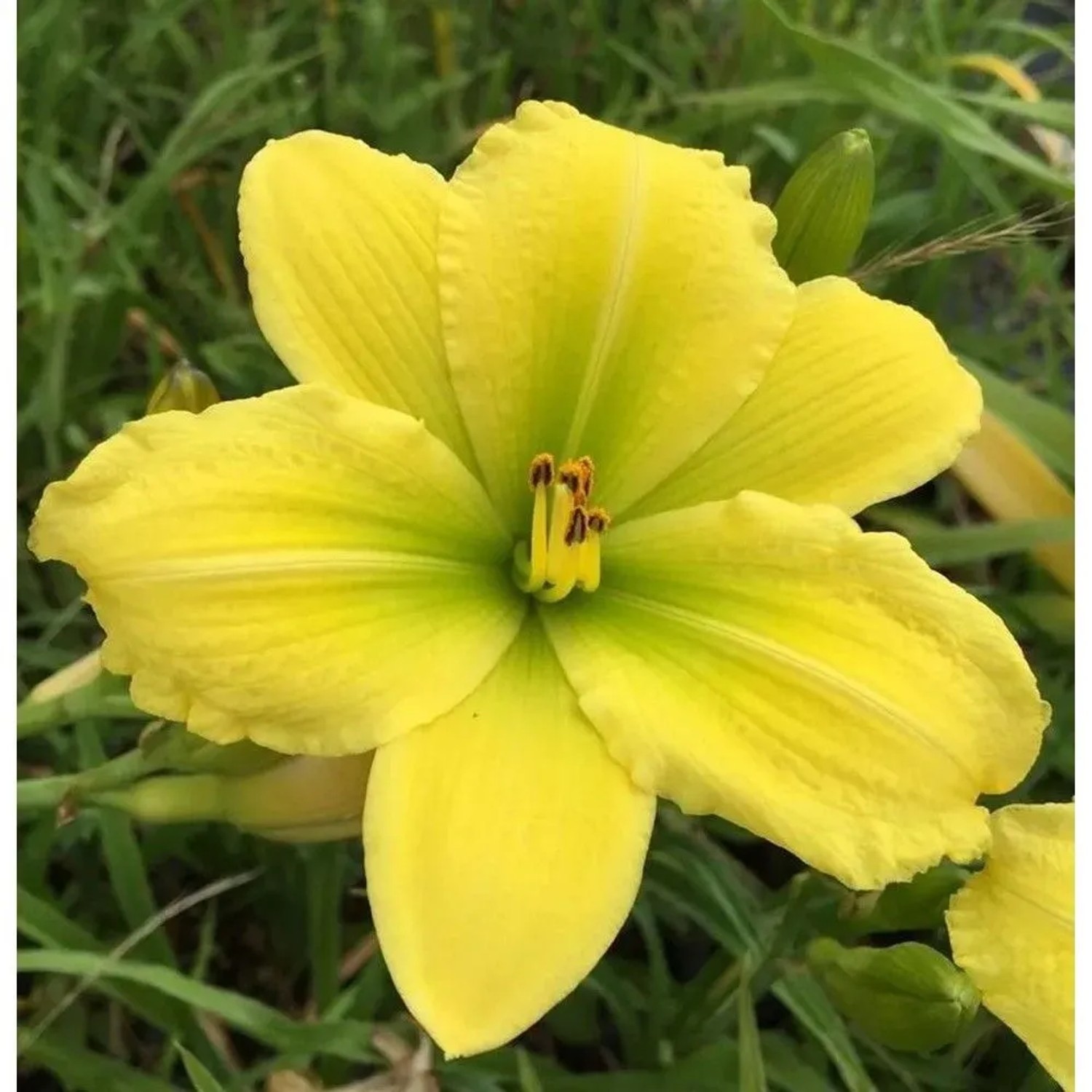 Taglilie Green Flutter - Hemerocallis cultorum