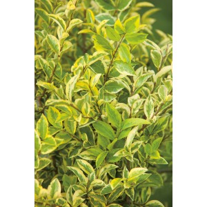 philodendron narrow variegata Collector's Plant Philodendron Joepii Variegated 4” Exact Plant – Rare  Foliage Plant Co main image 0