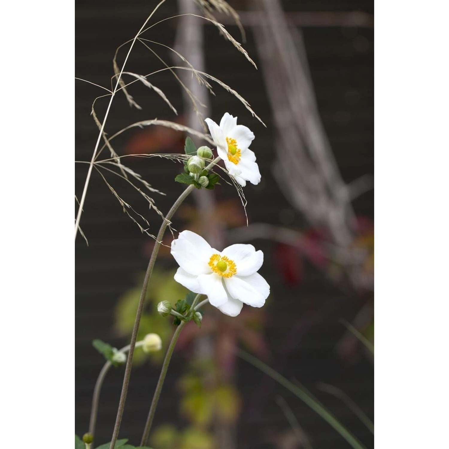 Anemone Hupehensis Honorine Jobert Herbstanemone 2 Liter Container günstig online kaufen