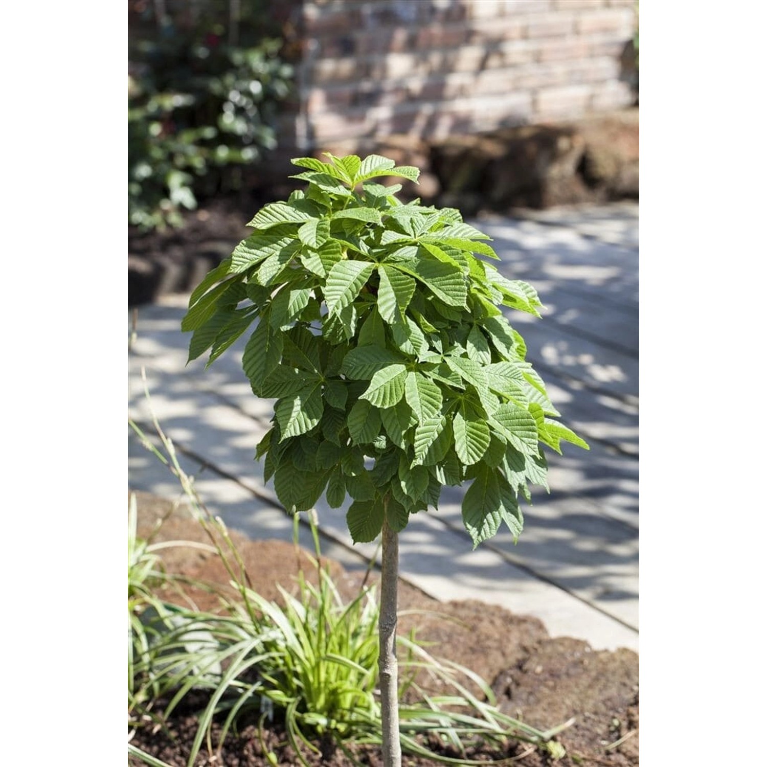 Aesculus Hippocastanum Monstrosa Rosskastanie 30–40 cm günstig online kaufen