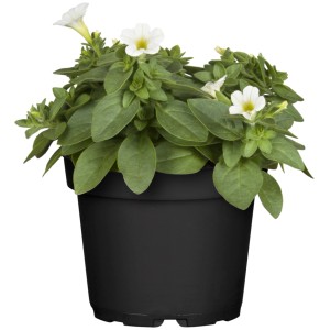 Petunie im Topf, 10er-Set Petunia grandiflora mit weißen Blüten und grünen Blättern.