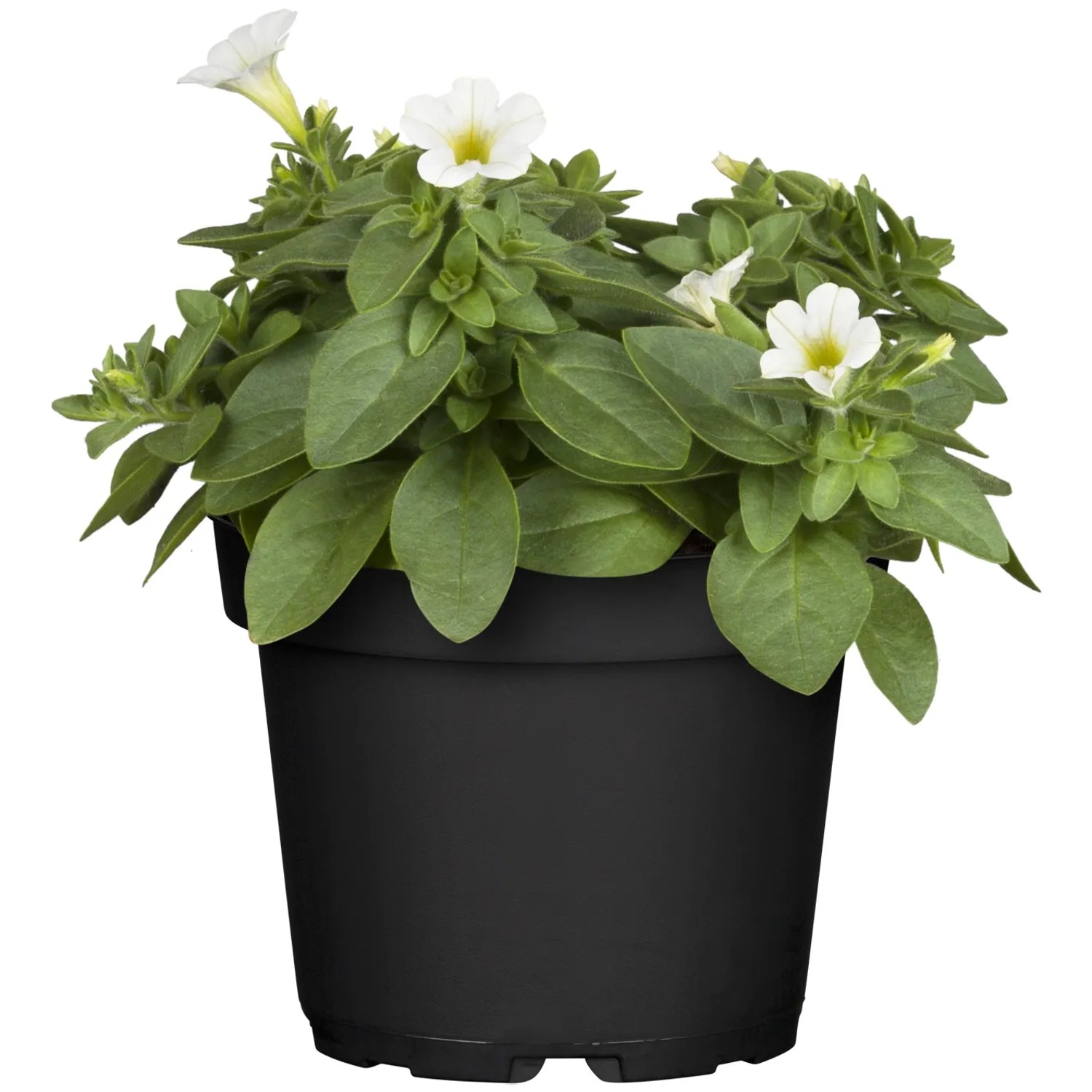 Petunie im Topf, 10er-Set Petunia grandiflora mit weißen Blüten und grünen Blättern.