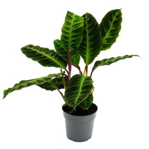 Exotenherz Calathea Warscewiczii im 14cm Topf, ca. 40-50cm hoch, mit samtigen, gemusterten Blättern.