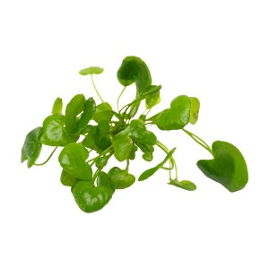 Stoffels Aquariumpflanze Nymphoides cristata Taiwan mit runden, hellgrünen Blättern.