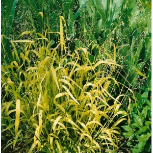Goldgelbe Gold-Segge (Milium Effusum Aureum) im 9x9 cm Topf. Dekorative Zierpflanze für Beet und Garten.