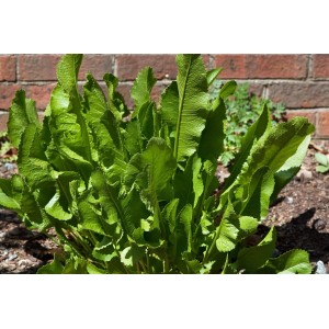 Frischer Meerrettich (Armoracia Rusticana) im Topf, grüne Blätter, ca. 11x11 cm.