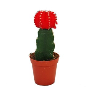 Exotenherz Gymnocalycium Erdbeerkaktus im Topf, roter Pfröpfling auf grünem Kaktus.