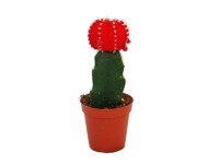 Exotenherz Zimmerpflanzen Set – 3 Pflanzen (Dracaena, Schefflera, Pellaea) Im 9 Cm Topf, Ca. 15-20 Cm Hoch