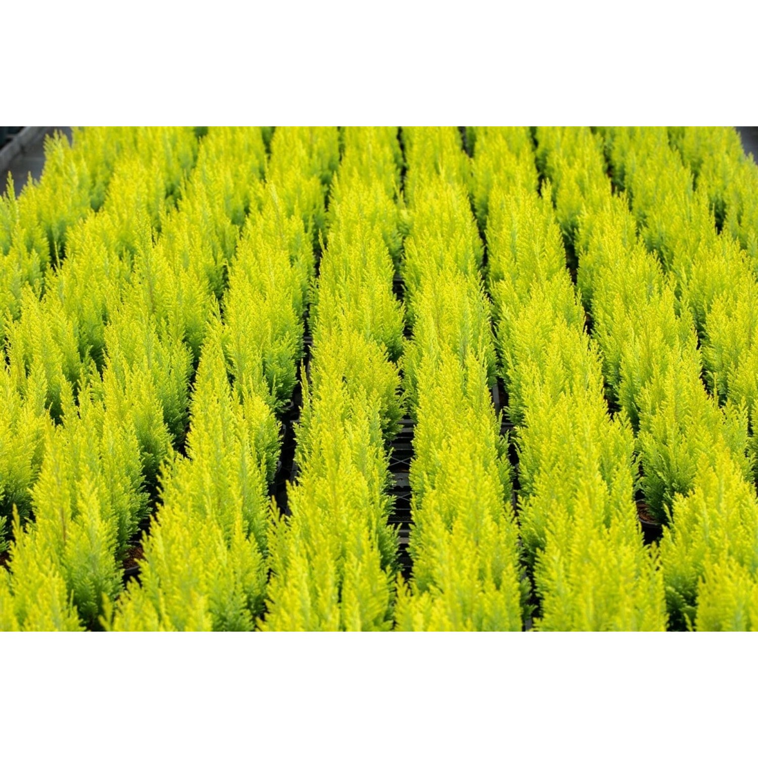 Chamaecyparis lawsoniana 'Ivonne' 125-150 cm günstig online kaufen