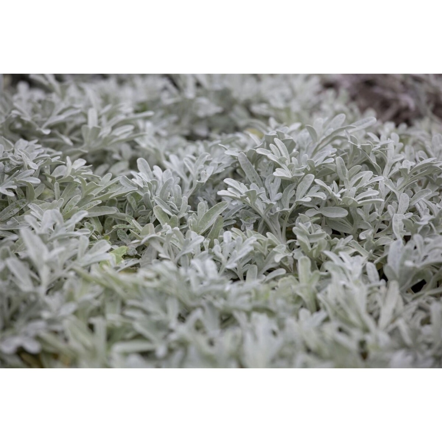 Artemisia Stelleriana Silberwurz Ca. 9x9 cm Topf günstig online kaufen