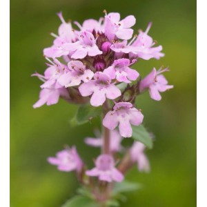 Zitronenquendel Elfin - Thymus praecox