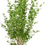 Ovalblättriger Liguster im Topf, ca. 100-125cm hoch, ideal für Hecken.