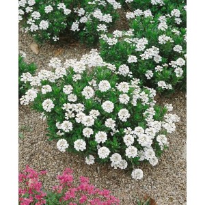 Schleifenblume Iberis Sempervirens 'Appen-Etz' mit weißen Blüten als Bodendecker im Garten.