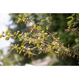 Zweig des Crataegus monogyna (Weißdorn) mit roten Beeren und grünen Blättern.