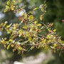 Zweig des Crataegus monogyna (Weißdorn) mit roten Beeren und grünen Blättern.