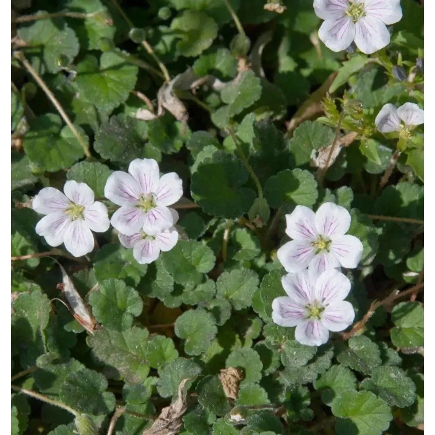 Weiße Reiherschnabel Staude (Erodium variabile) mit zarten, gestreiften Blüten und grünen Blättern.