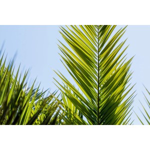 Nahaufnahme der grünen Blätter einer Kanarischen Dattelpalme (Phoenix canariensis) vor blauem Himmel.
