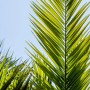 Nahaufnahme der grünen Blätter einer Kanarischen Dattelpalme (Phoenix canariensis) vor blauem Himmel.