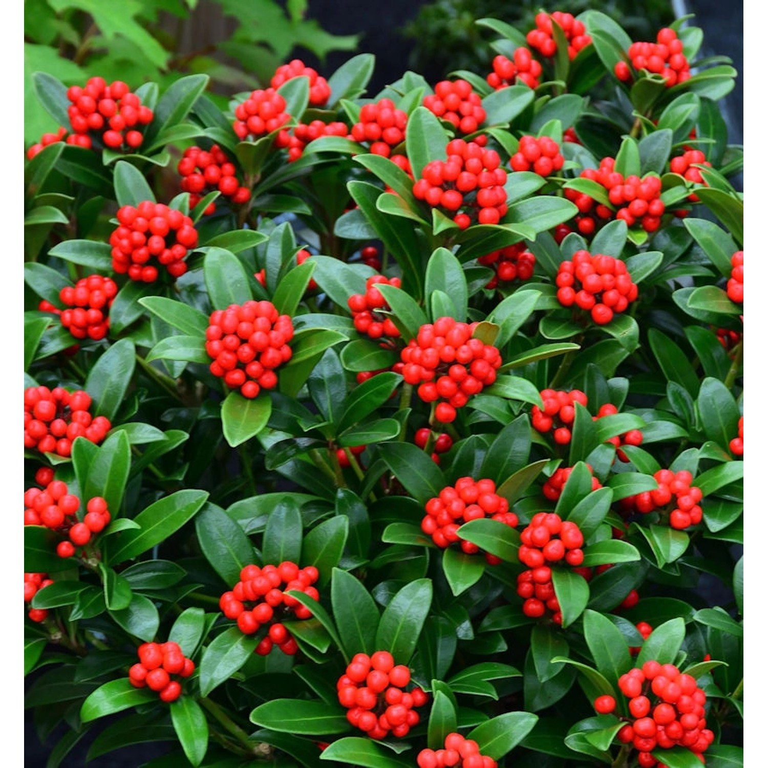 Japanische Skimmie Neuer Typ 30-40cm - Skimmia japonica günstig online kaufen