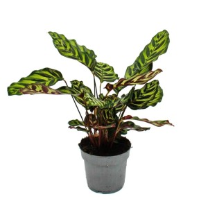 Korbmarante Calathea Makoyana im 14cm Topf, ca. 35-40cm hoch, mit auffälligem Blattmuster.