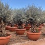 Mehrere Olivenbäume (Olea Europaea) im Dekotopf, ca. 200 cm hoch.