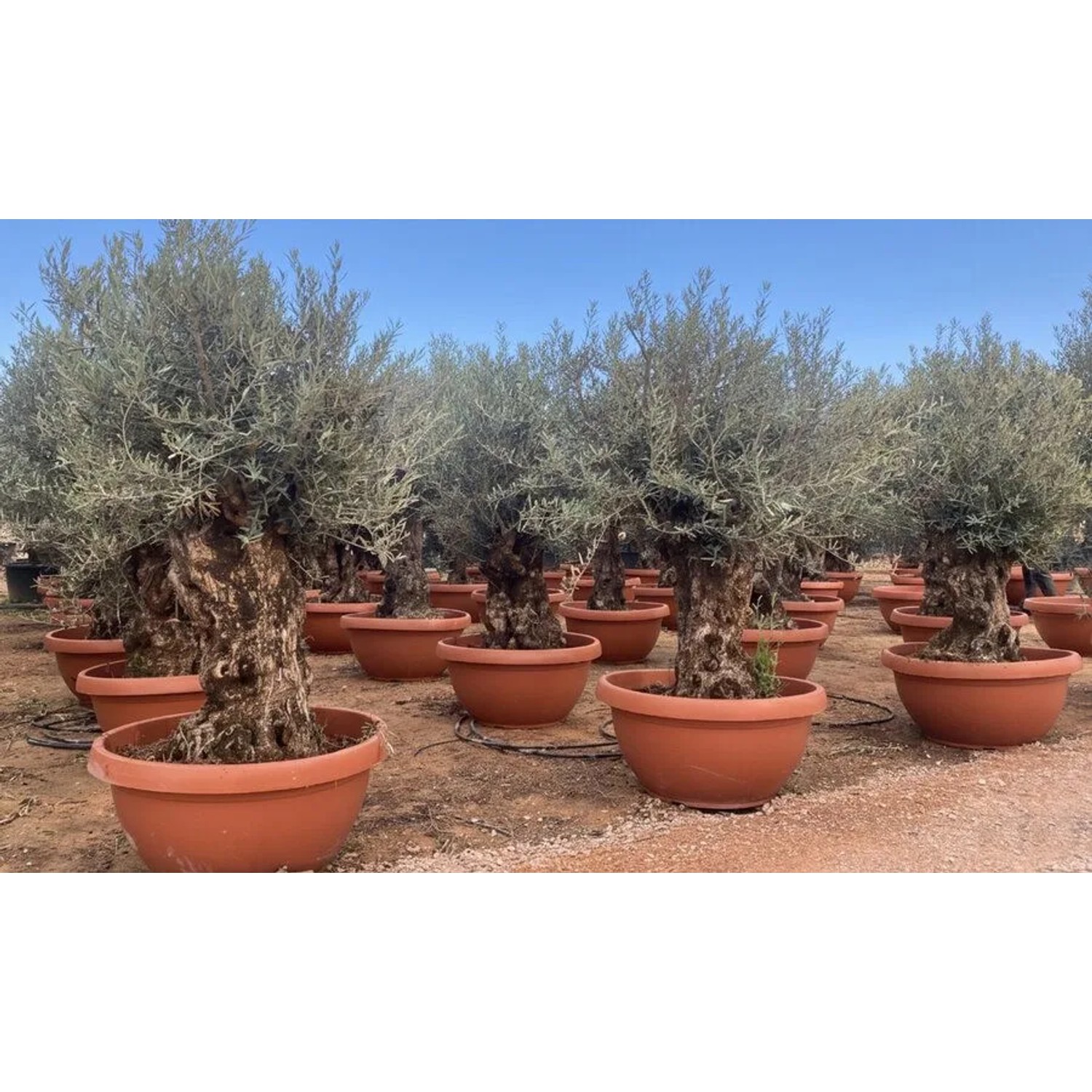 Mehrere Olivenbäume (Olea Europaea) im Dekotopf, ca. 200 cm hoch.