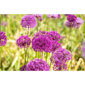 Nahaufnahme von leuchtend violetten Zierlauchblüten (Allium Aflatunense) im Garten.