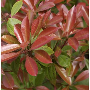 Glanzmispel Chico Hochstamm, Photinia fraseri mit roten und grünen Blättern.