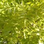 Detailaufnahme der goldgelben Blätter einer Gemeinen Esche Allgold (Fraxinus excelsior).