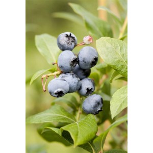 Nahaufnahme: Reife, blaue Heidelbeeren (Vaccinium Corymbosum Goldtraube) am Strauch mit grünen Blättern.