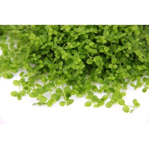 Dennerle Aquariumpflanze Micranthemum Montecarlo, grüne Vordergrundpflanze für Nano Cubes.