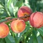 Saftige, rote Pfirsiche am Prunus Persica Dixired Pfirsichbaum. Hausbaum mit süßen Früchten.