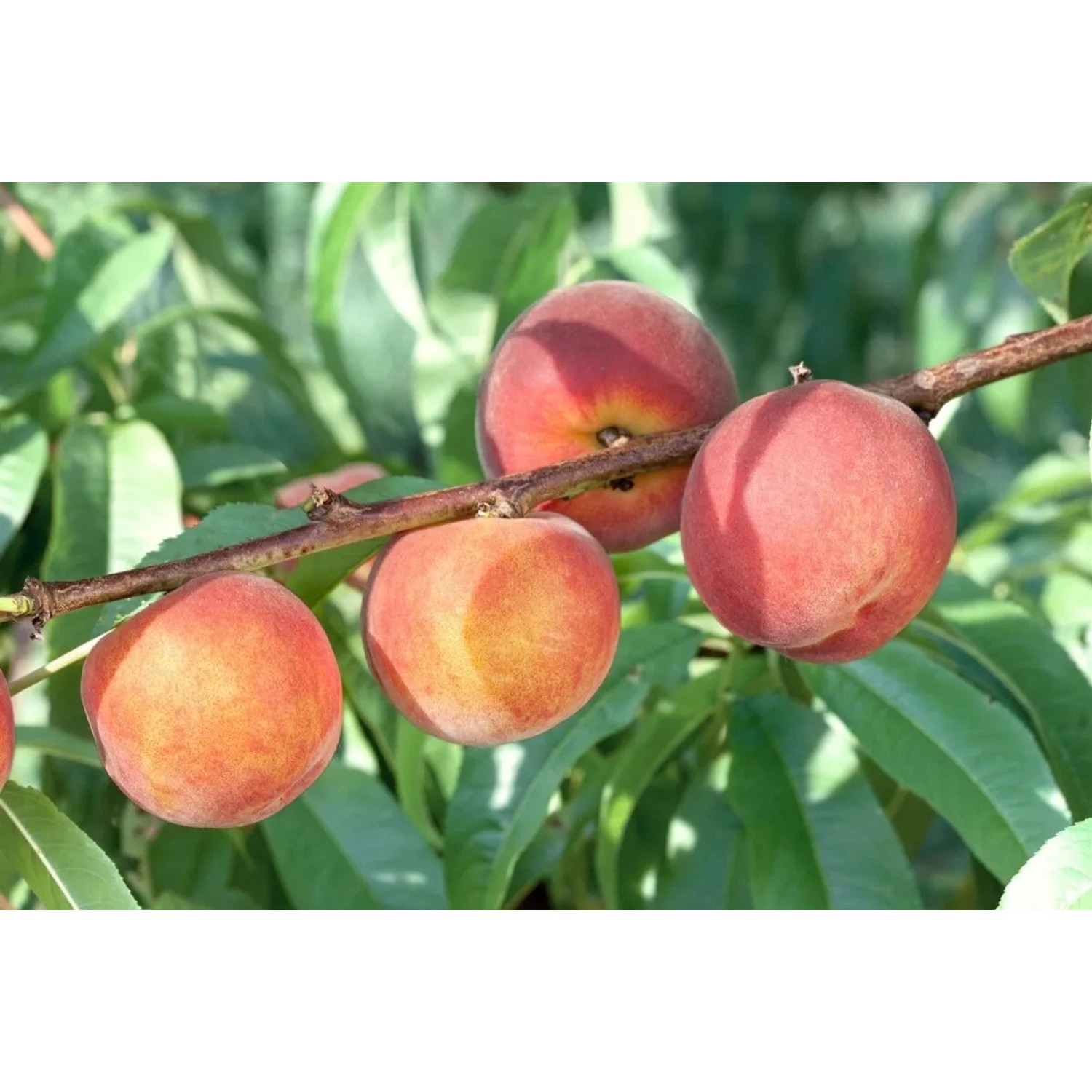 Saftige, rote Pfirsiche am Prunus Persica Dixired Pfirsichbaum. Hausbaum mit süßen Früchten.