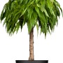 GROW by OBI Bio Zwergnektarine im Topf, ca. 40-60 cm hoch.