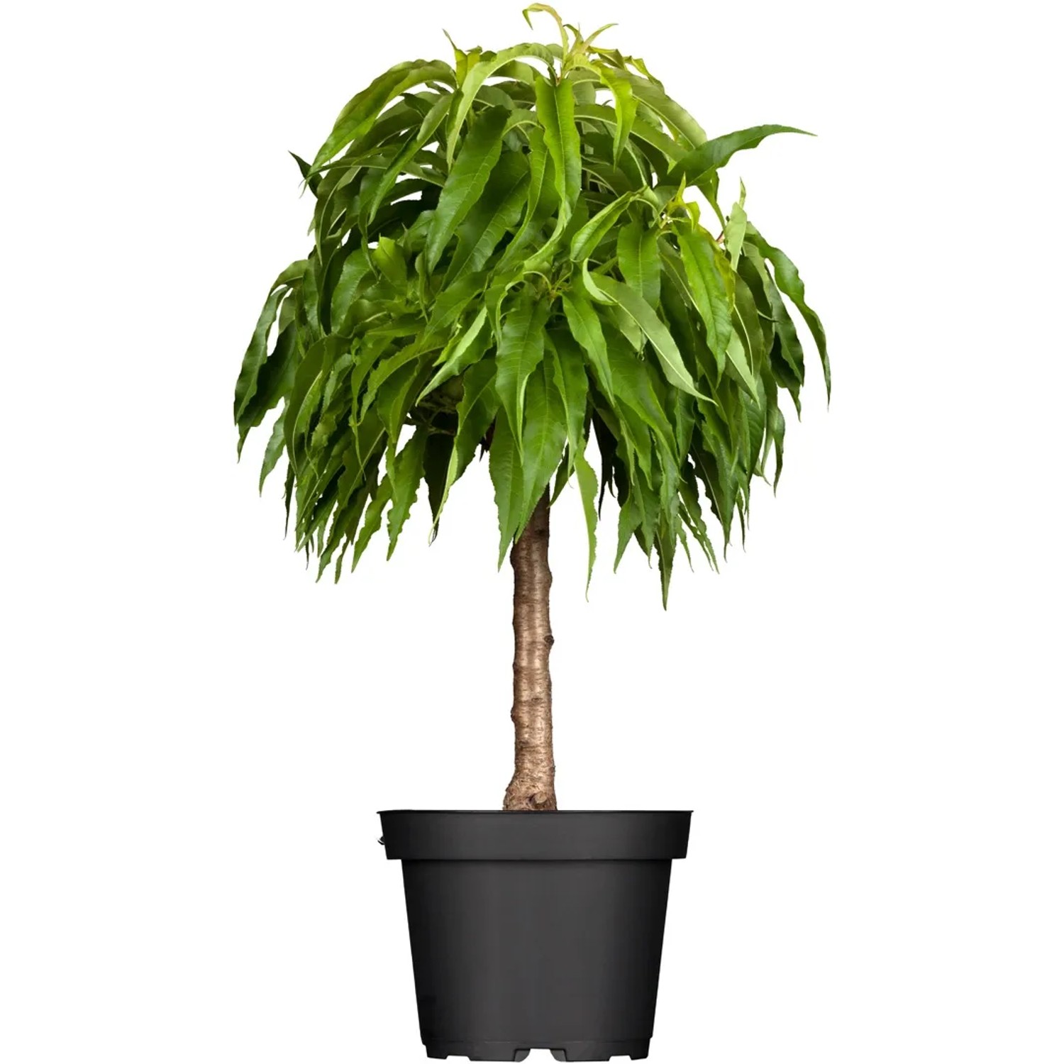 GROW by OBI Bio Zwergnektarine Höhe ca. 40 - 60 cm Topf ca. 5 l