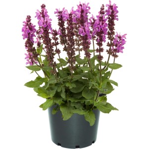 Farbenfroher Stauden-Mix im Topf, ca. 15 cm Ø. Ideal für Beet, Kübel oder als Geschenk.