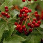 Foto von Viburnum Opulus (Schneeball) mit roten Beeren und grünen Blättern.
