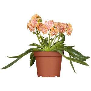 Bitterwurz Regenbogen im Topf, Lewisia mit rosa-orangen Blüten, Topf-Ø 9cm.