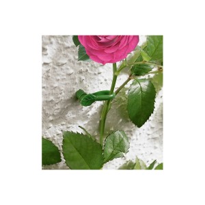 Rankenhalter mit Blatt-Motiv (10 Stk.) fixiert Rose an Wand. Rankhilfe für Pflanzen.
