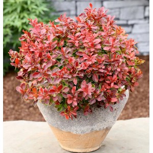 Beberitze Admiration im Topf, Berberis thunbergii mit roten Blättern und gelbem Rand.