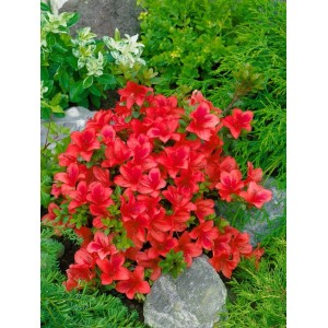 Leuchtend rote Rhododendron Azalee Johanna, 30–40 cm hoch, im Gartenbeet.