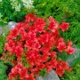 Leuchtend rote Rhododendron Azalee Johanna, 30–40 cm hoch, im Gartenbeet.